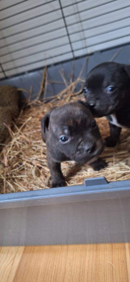 Staffordshire bull terrier, flere