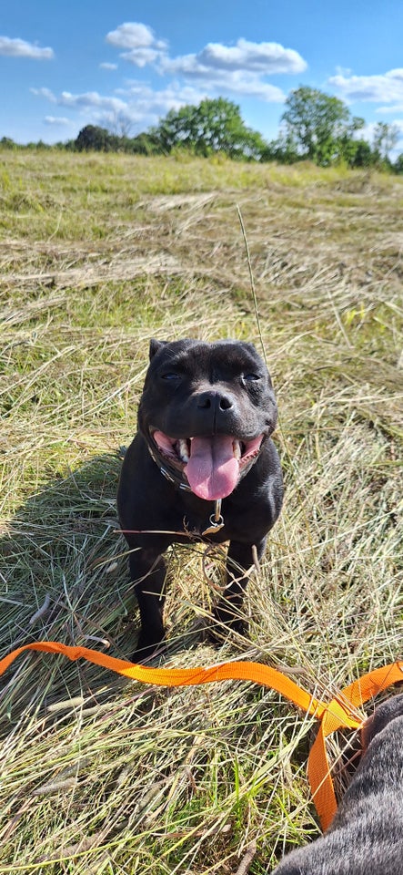 Staffordshire bull terrier, flere