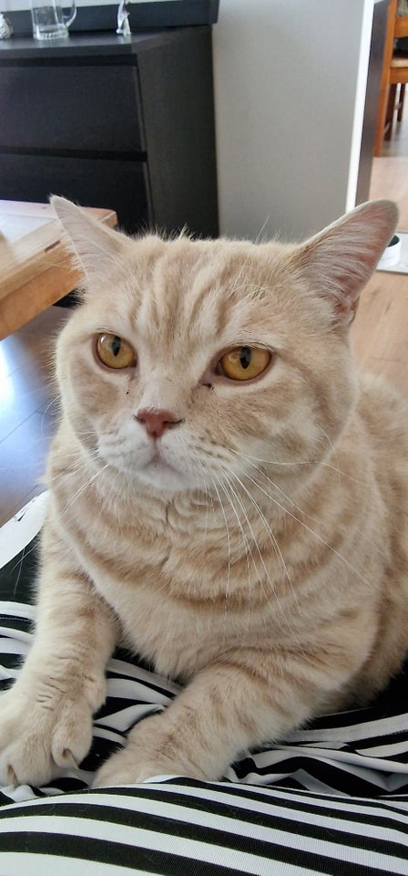 British Shorthair flere