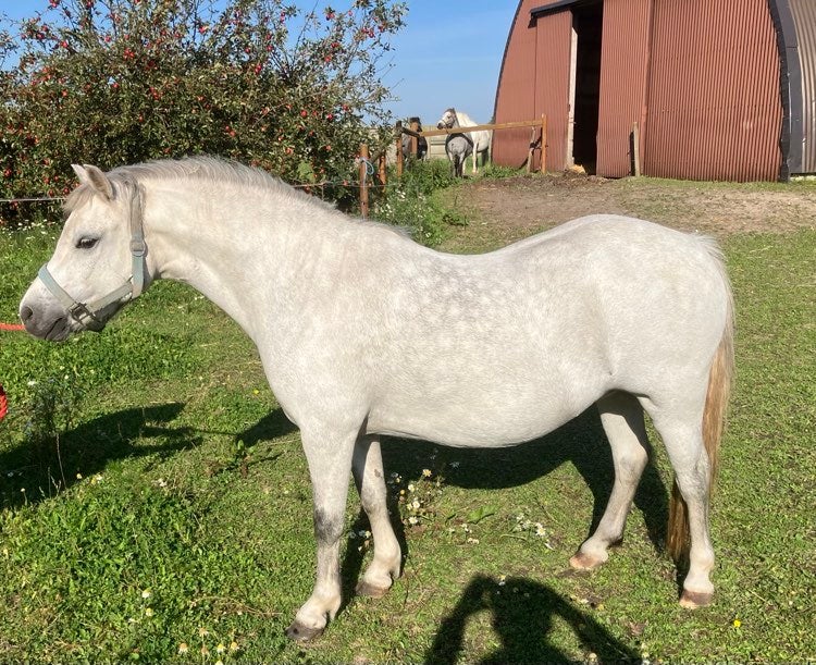 Welsh, hoppe, 4 år