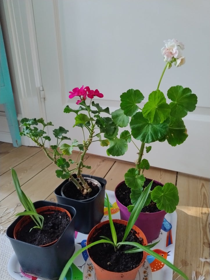 Grønne planter Pelargonier og