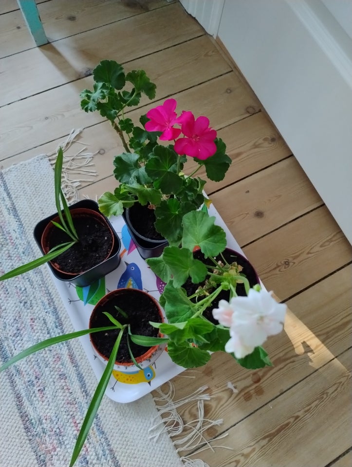 Grønne planter Pelargonier og