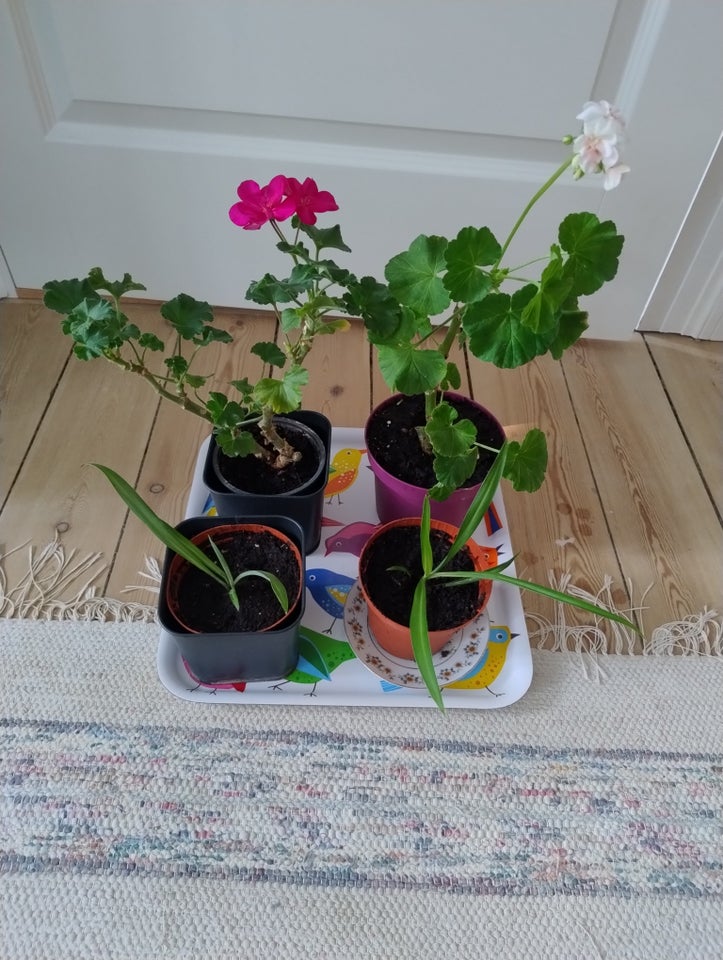 Grønne planter Pelargonier og