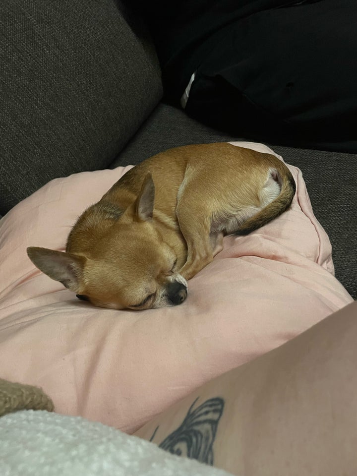 Chihuahua med stamtavle  hund 7 år