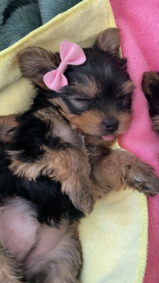 yorkshire terrier hvalpe