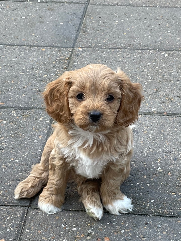 Cavapoo hvalpe 6 uger