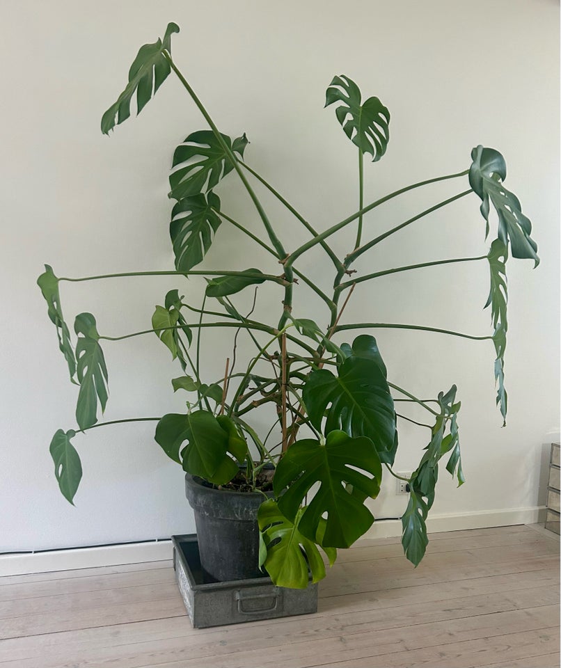 Stueplante Monstera