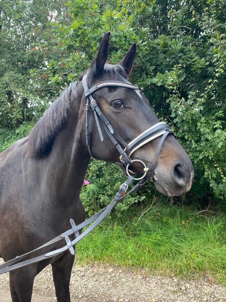 Dansk Varmblod, hoppe, 6 år