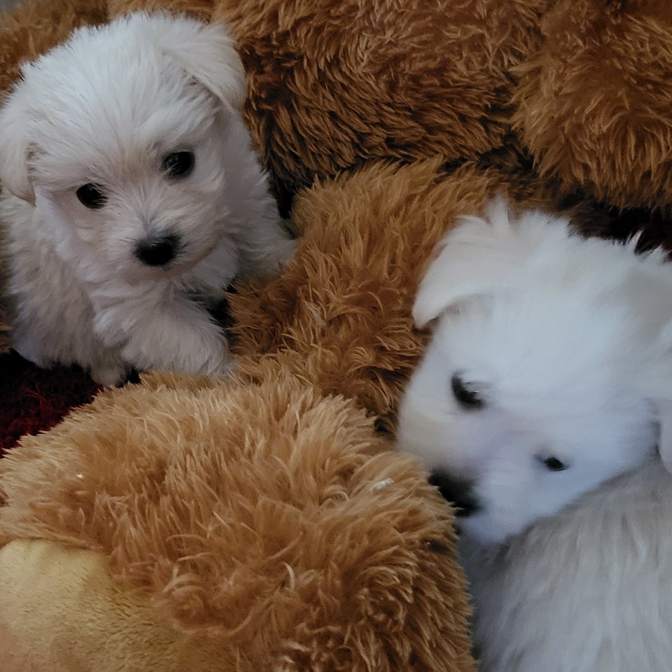 West highland white terrier