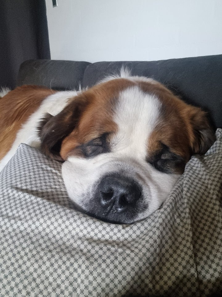 sankt bernhard  hund 3 år