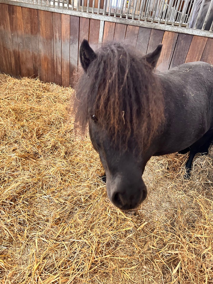 Shetlandspony hoppe 4 år