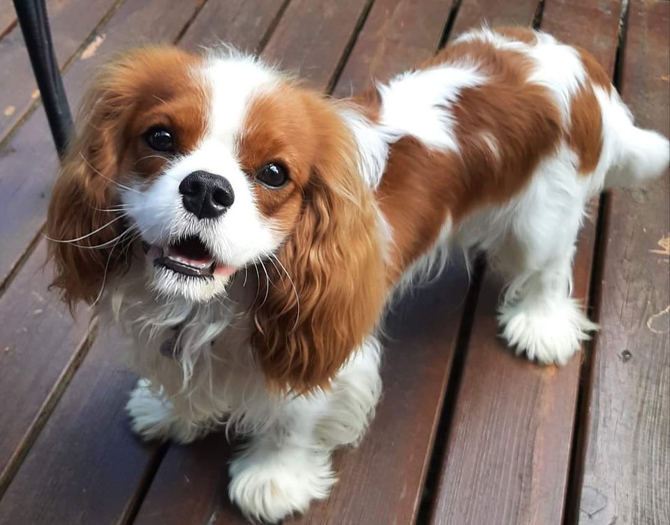 Cavalier King Charles, hund, 2 år