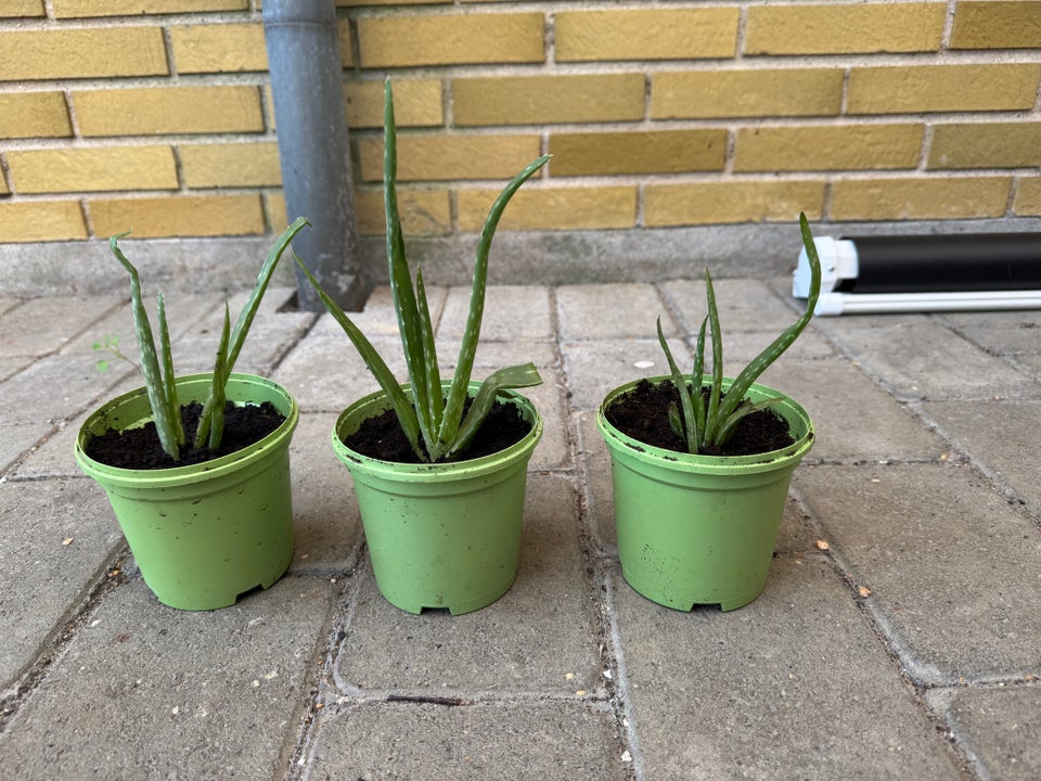 Stueplante Aloe vera