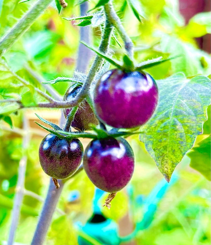 De sidste tomatplanter af 20