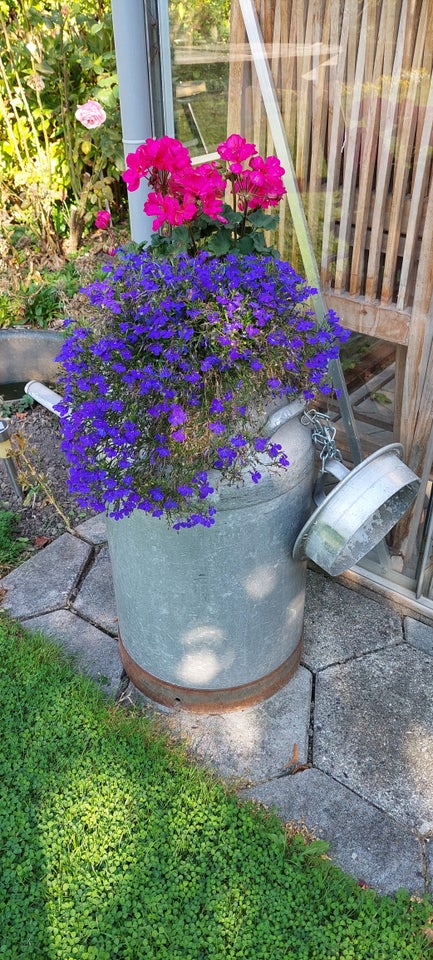 Sommer blomster, Pelargonie +