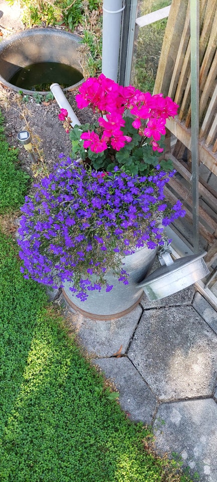 Sommer blomster, Pelargonie +