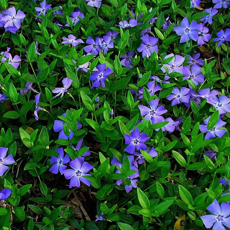 Vinca 'minor' , Stedsegrønt