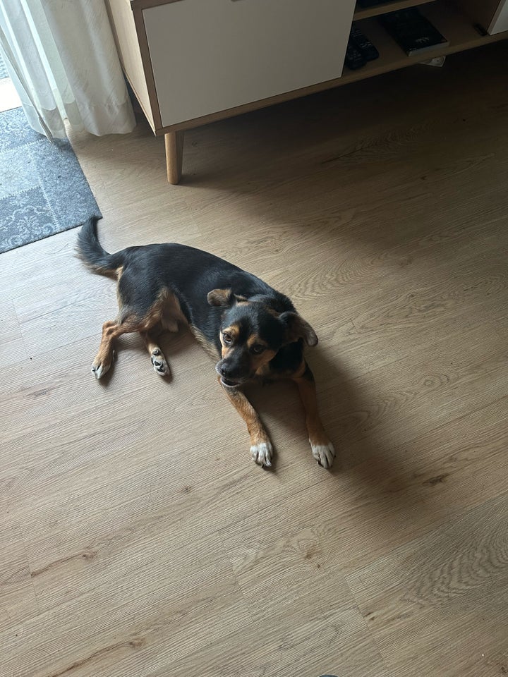 Blandingshund, hund, 3 år