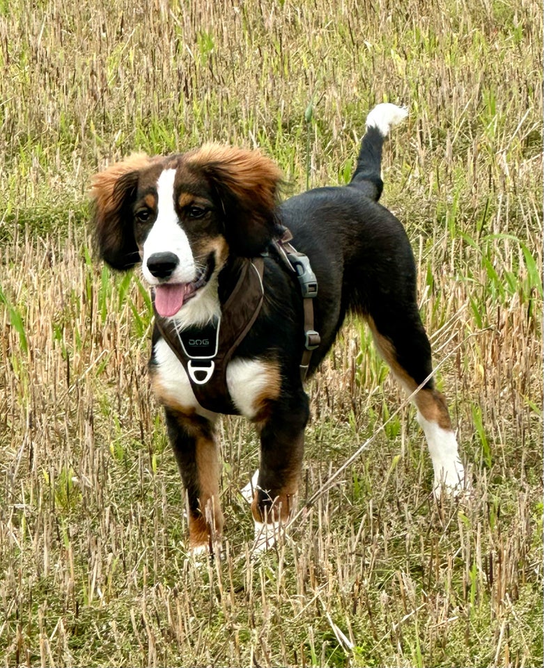 Bernasenne/springer spaniel,