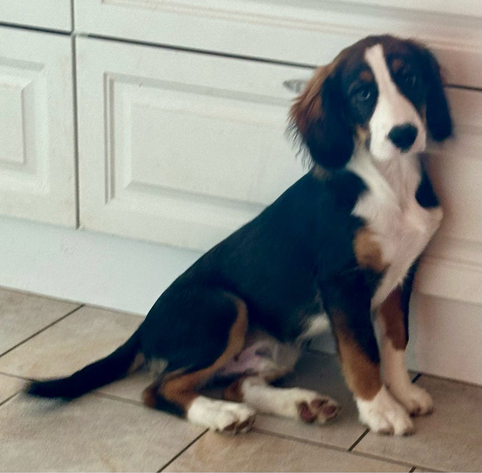 Bernasenne/springer spaniel,