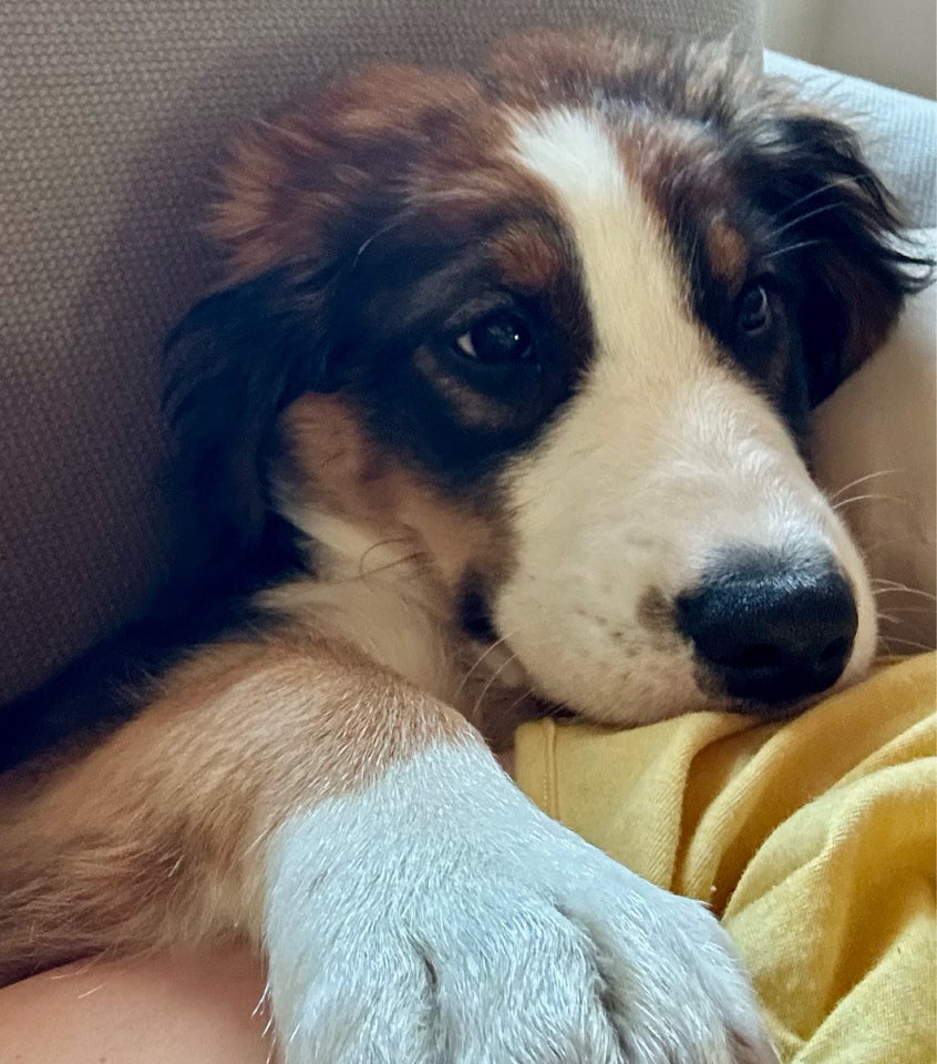 Bernasenne/springer spaniel,