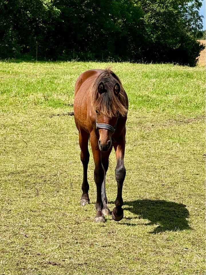 Welsh Partbreed hingst 1 år