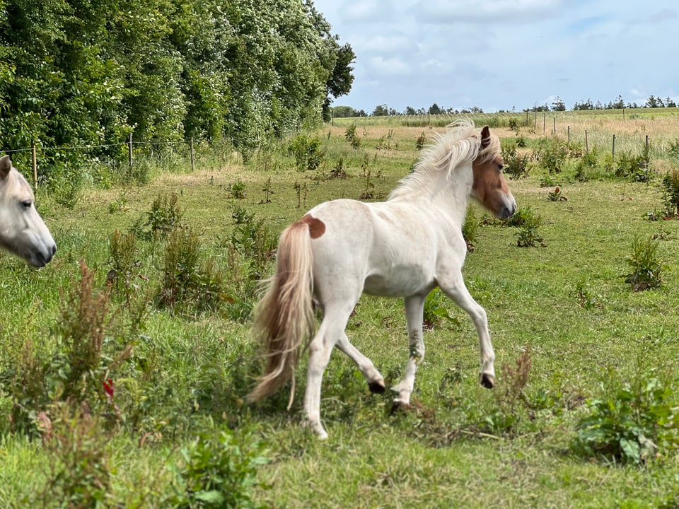 Islænder hingst 1 år