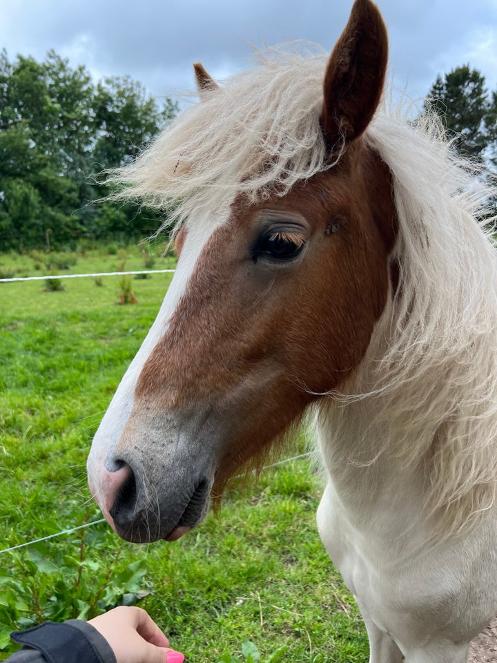 Islænder hingst 1 år