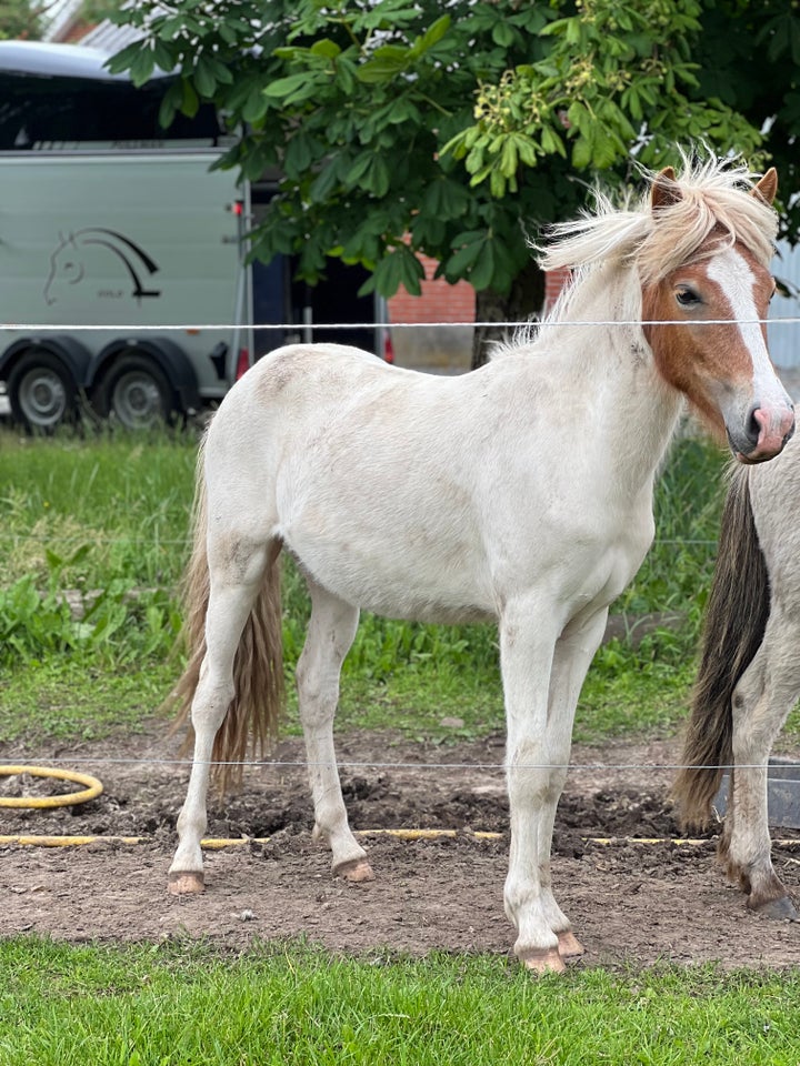 Islænder hingst 1 år