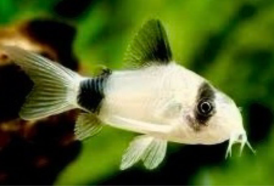 Corydoras Panda (Hoplisoma), 8