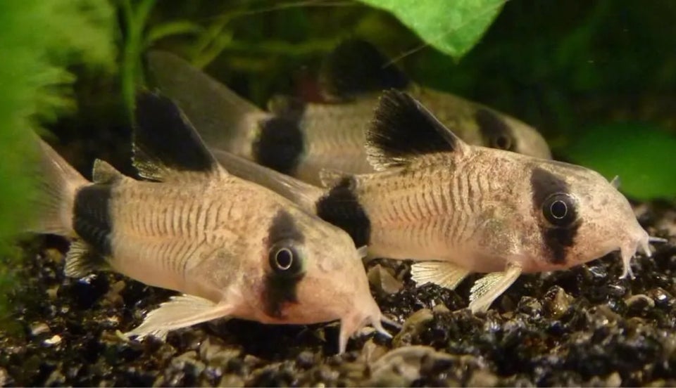 Corydoras Panda (Hoplisoma), 8