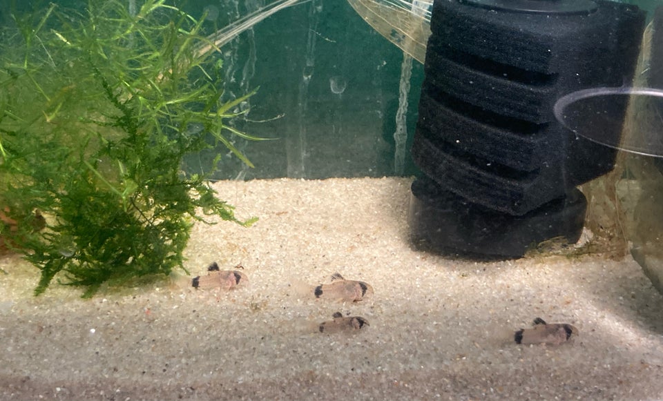 Corydoras Panda (Hoplisoma), 8