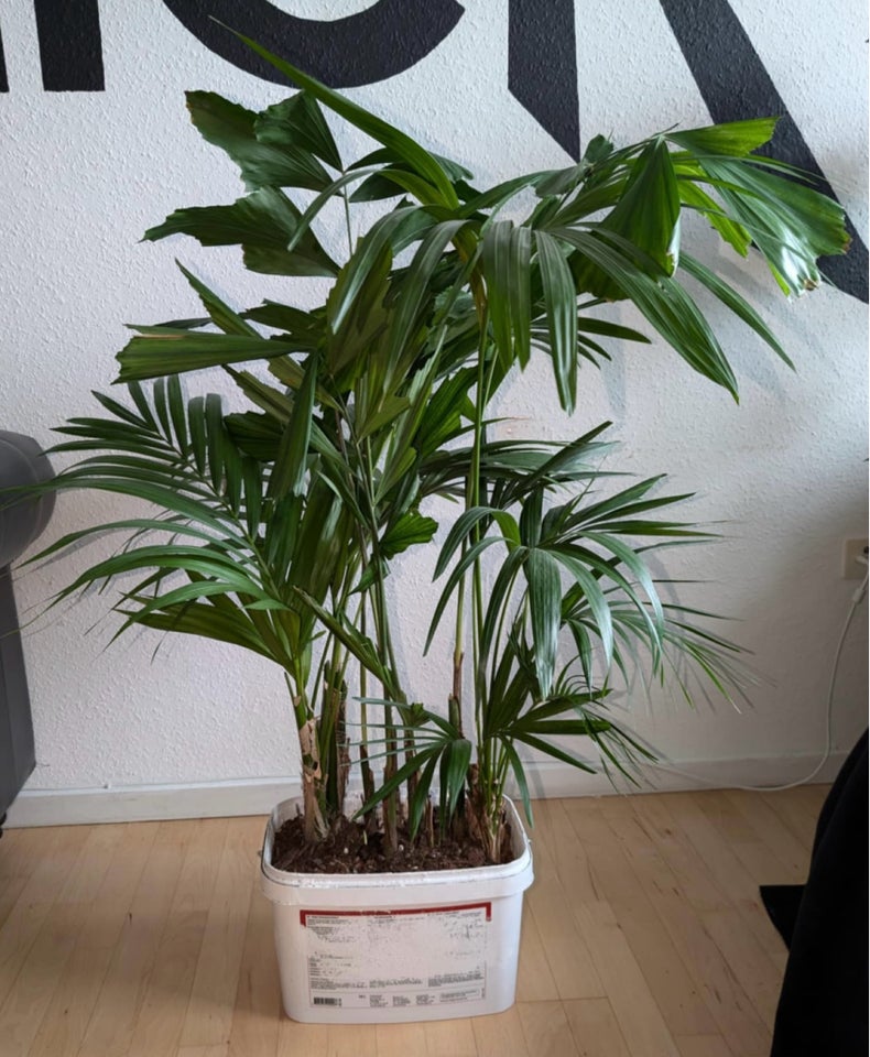 Planter, 2kentia og 1 fiskehale