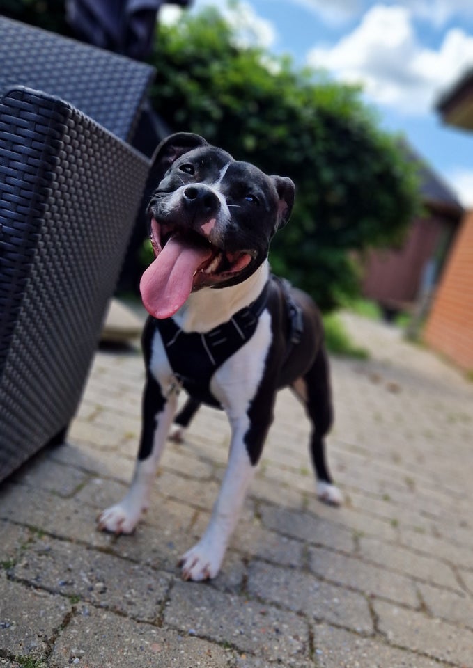 Staffordshire Bull Terrier hund