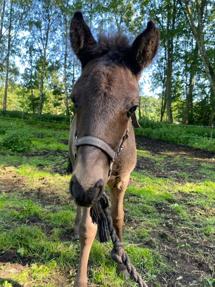 Islænder hingst 1 år