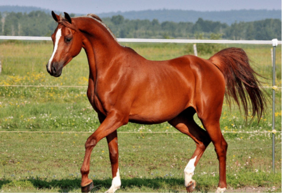 Arabisk fuldblod ox, hingst, 11 år