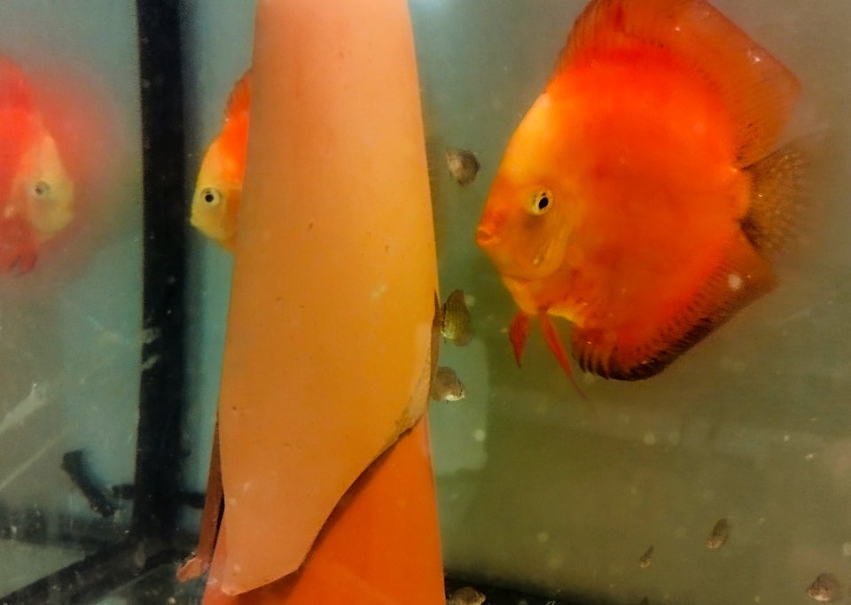 Discus red melon, 2 stk.