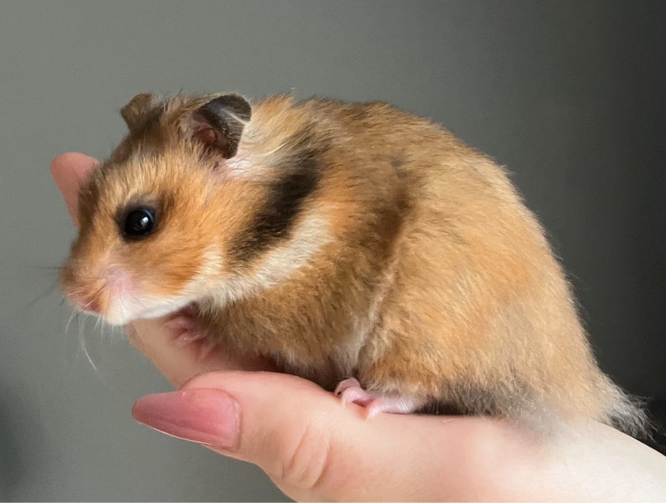 Hamster, Guldhamster, 0 år