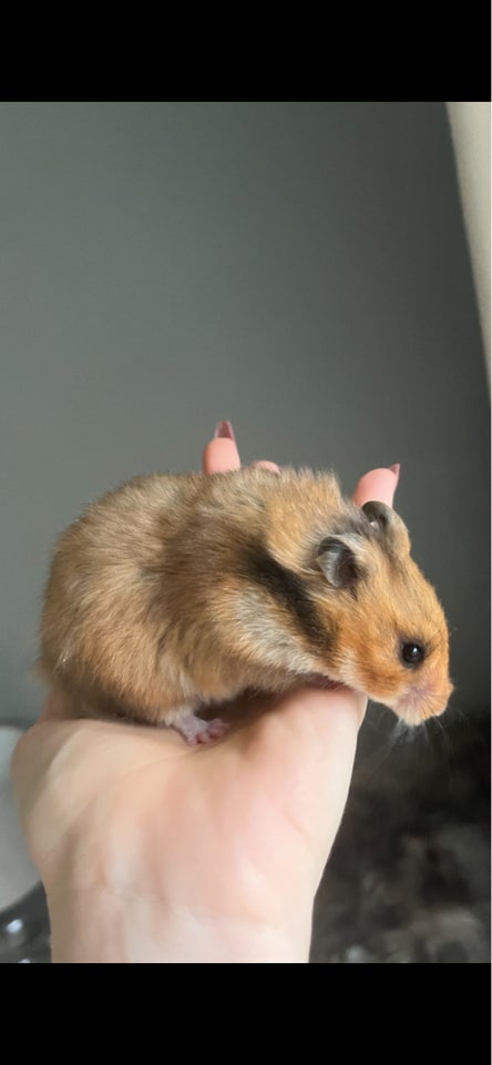 Hamster, Guldhamster, 0 år