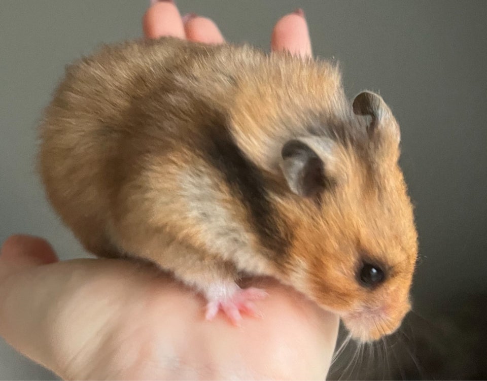 Hamster, Guldhamster, 0 år