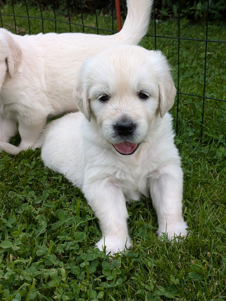 Golden retriever hvalpe