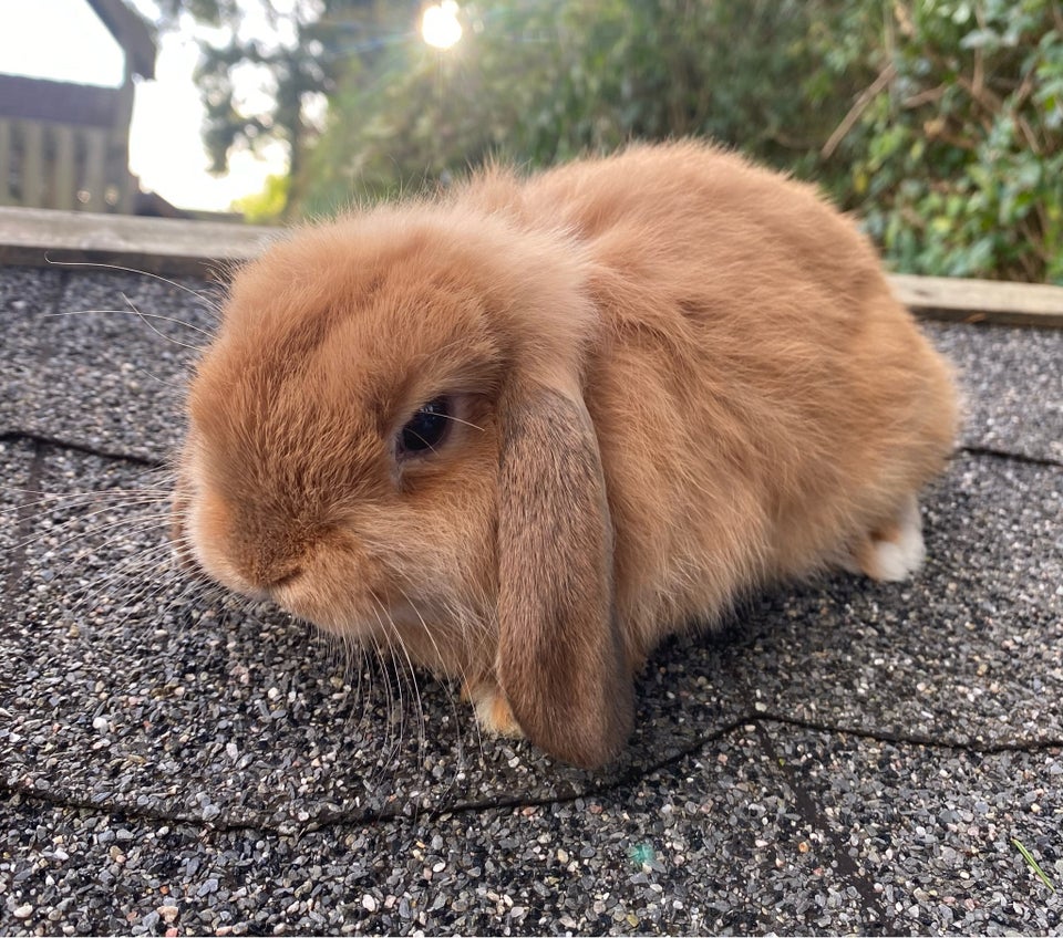 Kanin, Mini Loop Unge. , 0 år