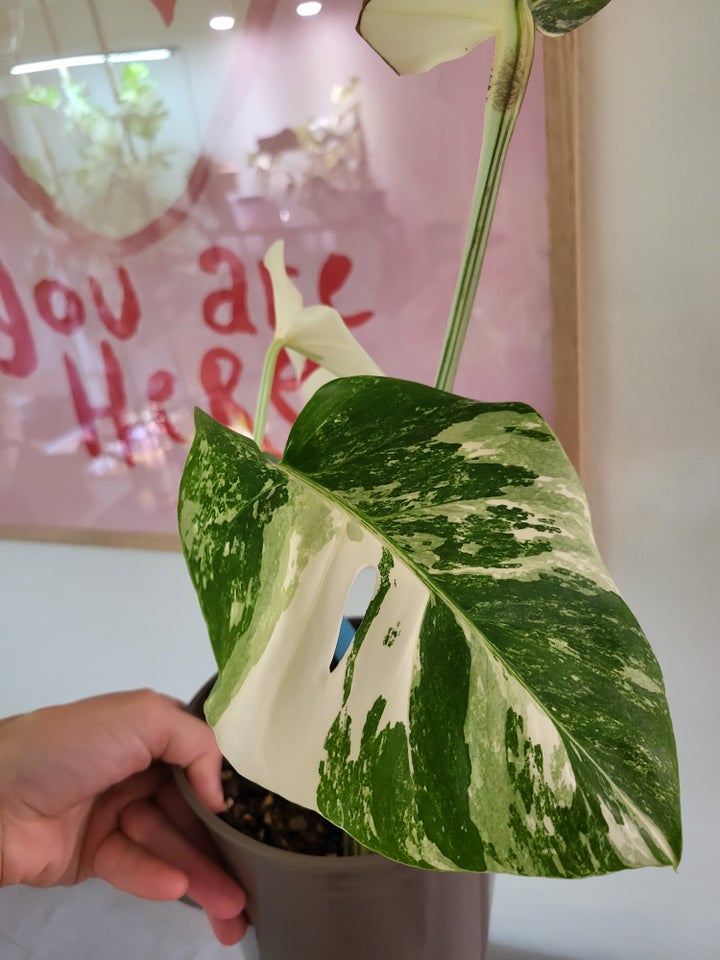 Monstera albo variegata / broget