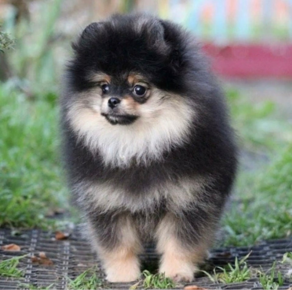 pomeranian hvalpe 10 mdr