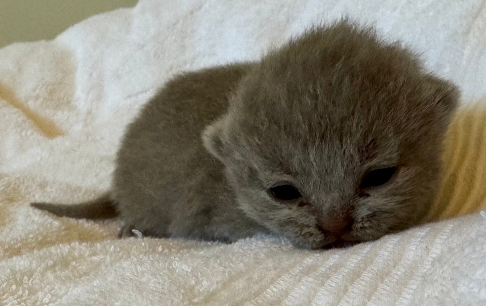 British Shorthair flere