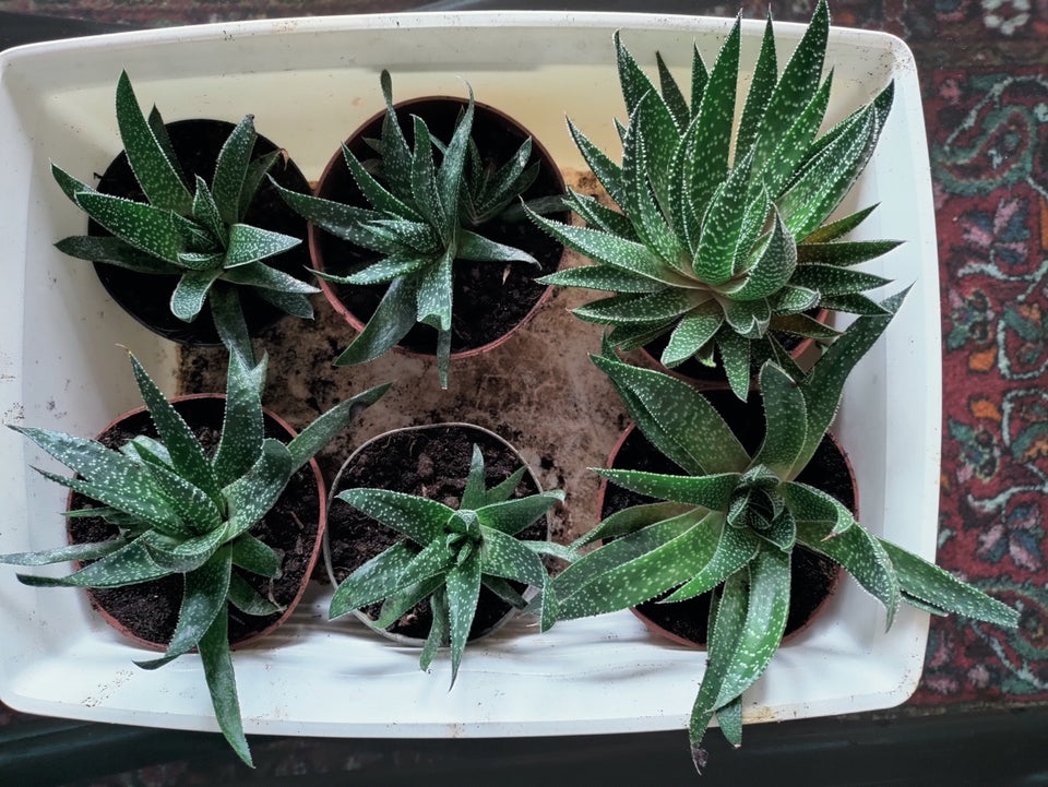 Sukkulenter , Gasteria