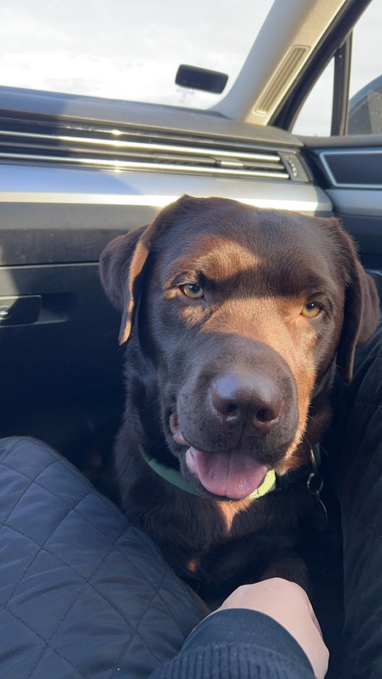 Labrador, hanhund, 2 år