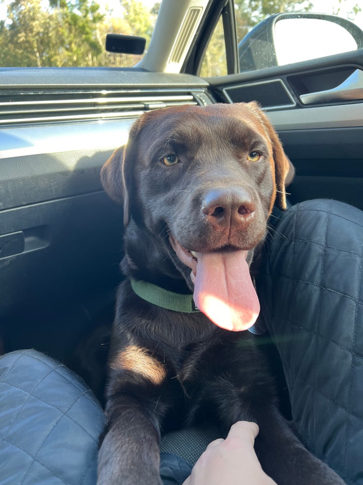 Labrador, hanhund, 2 år