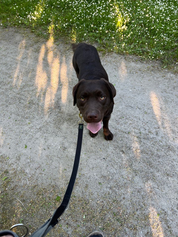 Labrador, hanhund, 2 år