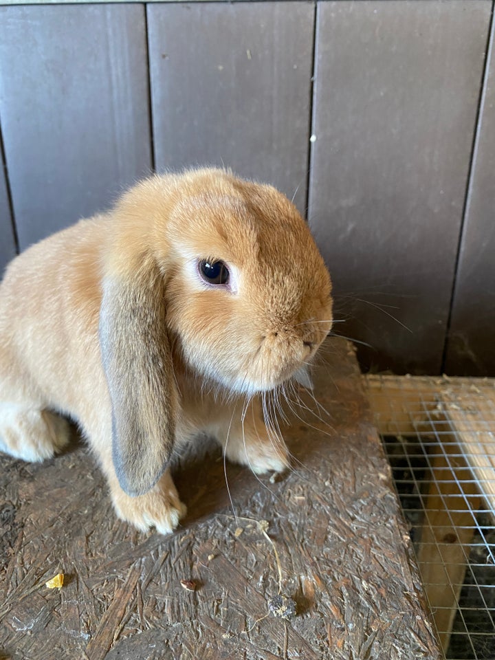 Kanin, Minilop HUN - Satin pels, 0 år